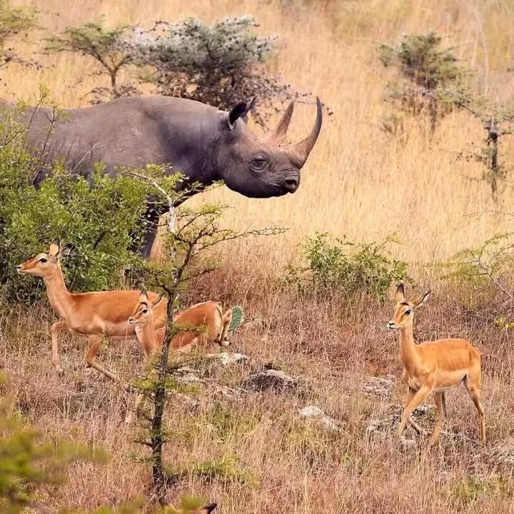Nairobi National Park